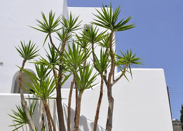 Aloni & 3* פיסו ליבאדי